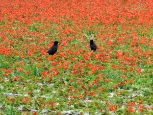 Allet 06 Rood en Zwart